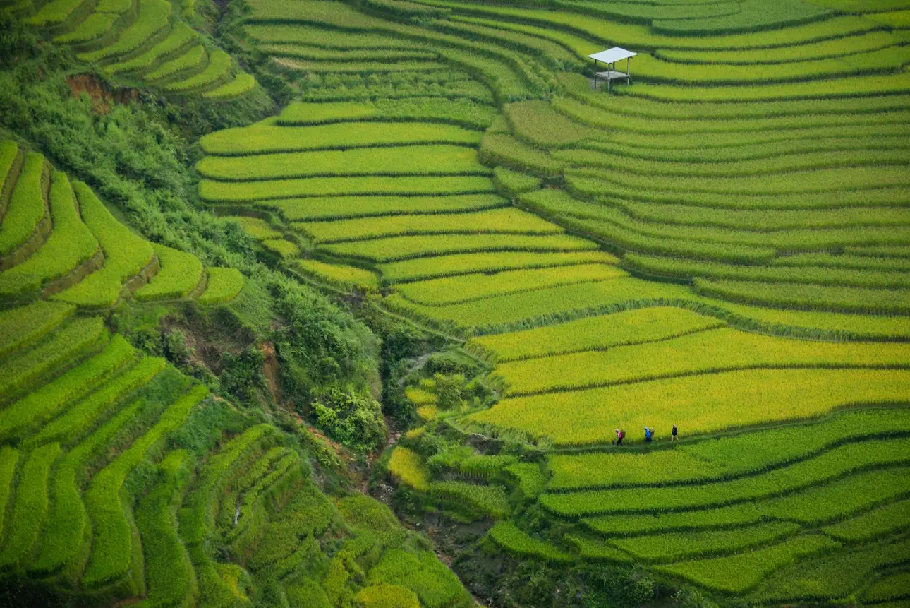 The rice terraces in Sapa