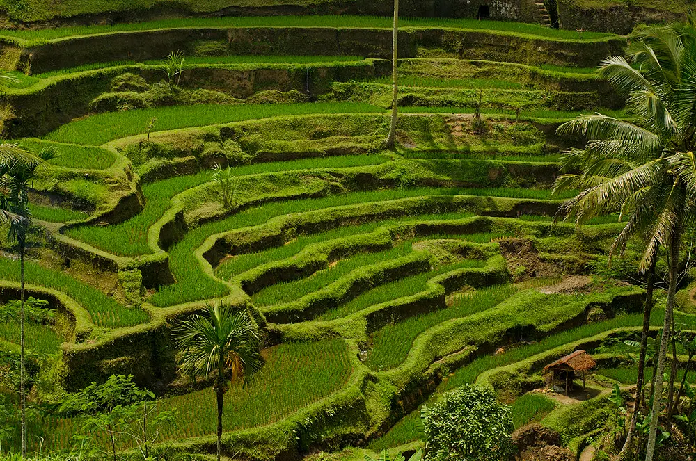 Beautifully arranged paddies at traditionally irrigated Tegallalang Rice Terrace
