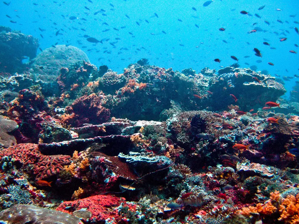 Snorkelling at Nusa Penida